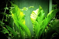 Green parking
